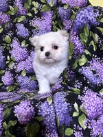 Mary, a female Maltese for sale in Red House, WV – Photo 2 of 2