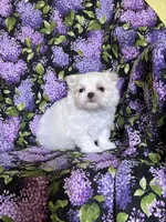 Mary, a female Maltese for sale in Red House, WV – Photo 1 of 2