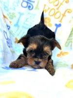 Bridget, a female Yorkshire Terrier for sale in Red House, WV – 3 of 5