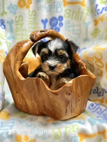 Kit Kat – Yorkshire Terrier puppy for sale in Red House, WV