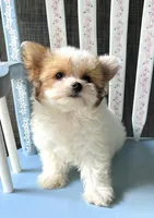 Admiral, a male Morkie for sale in Red House, WV – 4 of 5