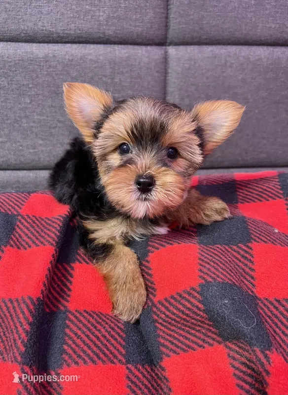 Lincoln – Yorkshire Terrier puppy for sale in Red House, WV