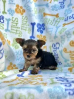Andrew, a male Yorkshire Terrier for sale in Red House, WV – 4 of 4