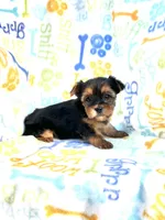 Bridget, a female Yorkshire Terrier for sale in Red House, WV – 2 of 5