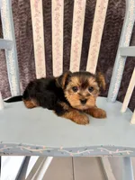 Archie, a male Yorkshire Terrier for sale in Red House, WV – 4 of 5
