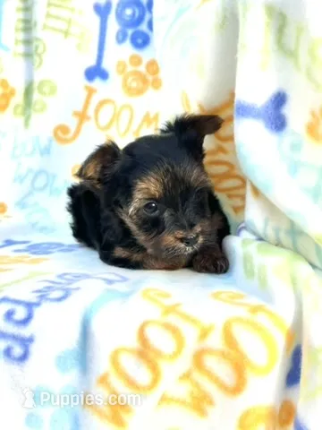 Chloe – Yorkshire Terrier puppy for sale in Red House, WV