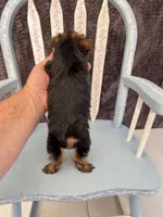 Alfie, a male Yorkshire Terrier for sale in Red House, WV – 3 of 4