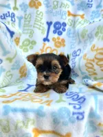 Lincoln, a male Yorkshire Terrier for sale in Red House, WV – 1 of 4