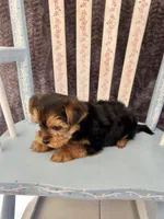 Archie, a male Yorkshire Terrier for sale in Red House, WV – 2 of 5