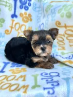 Lincoln, a male Yorkshire Terrier for sale in Red House, WV – 3 of 4