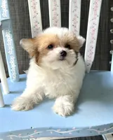 Admiral, a male Morkie for sale in Red House, WV – 3 of 5