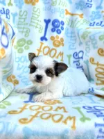 Jackson, a male Yorkshire Terrier for sale in Red House, WV – 3 of 7
