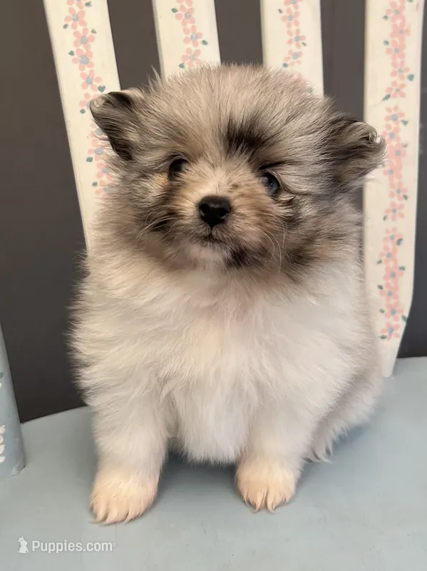 Lily – Pomeranian puppy for sale in Red House, WV
