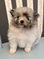 Lily, a female Pomeranian for sale in Red House, WV – 1 of 4