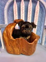 Lola, a female Yorkshire Terrier for sale in Red House, WV – 1 of 4