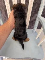 Archie, a male Yorkshire Terrier for sale in Red House, WV – 5 of 5