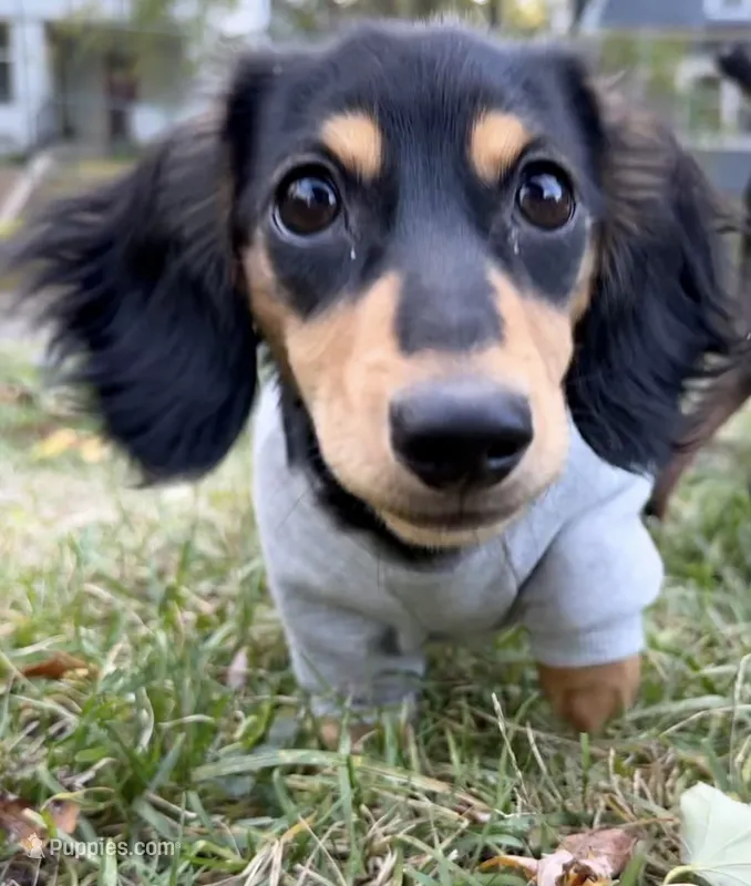 Pawly – Miniature Dachshund puppy for sale in Omaha, NE