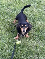 Pawly, a male Miniature Dachshund for sale in Omaha, NE – 3 of 3