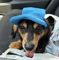Pawly, a male Miniature Dachshund for sale in Omaha, NE – 2 of 3