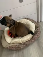 Brown male, a male French Bulldog for sale in Cornelia, GA – Photo 2 of 4