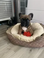 Brown male, a male French Bulldog for sale in Cornelia, GA – Photo 3 of 4