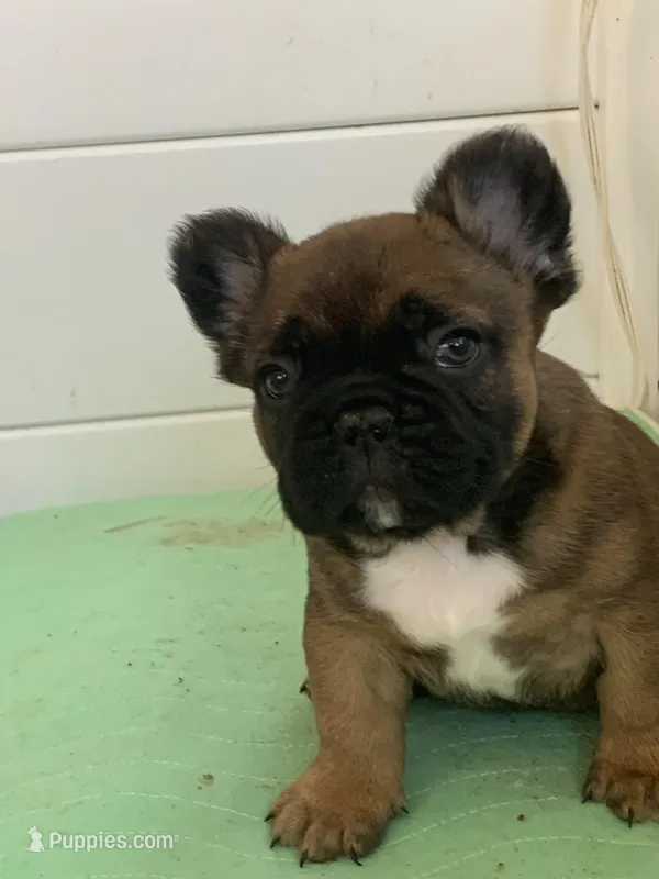 Brown male, a male French Bulldog for sale in Cornelia, GA – Photo 1 of 4