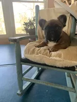 Brown male, a male French Bulldog for sale in Cornelia, GA – Photo 4 of 4