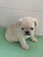 Blond female, a female French Bulldog for sale in Cornelia, GA – Photo 2 of 2