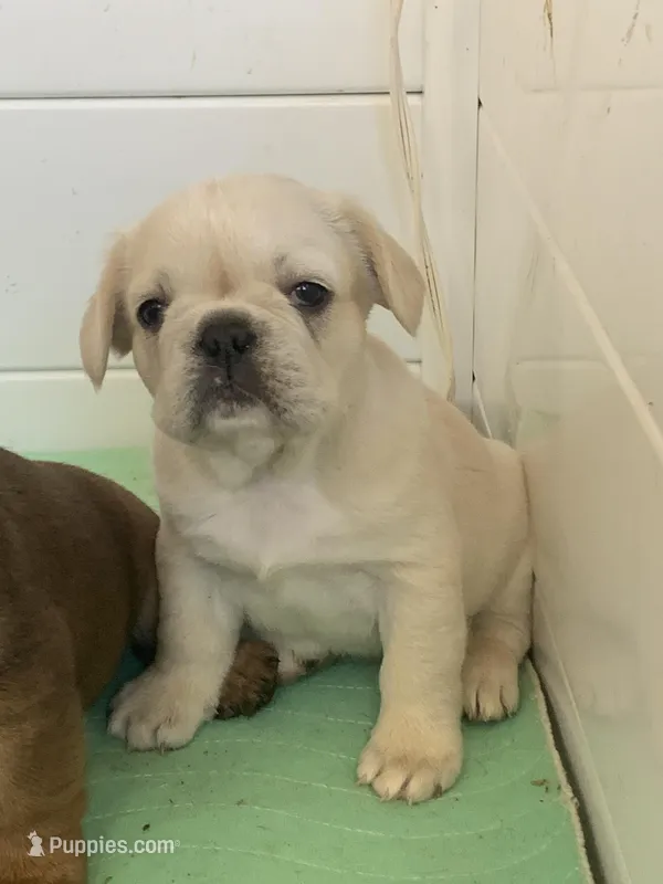 Blond female, a female French Bulldog for sale in Cornelia, GA – Photo 1 of 2