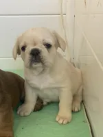 Blond female, a female French Bulldog for sale in Cornelia, GA – Photo 1 of 2