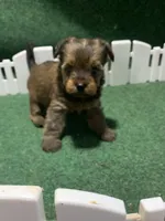 Nestle brown female, a female Yorkshire Terrier for sale in Cornelia, GA – Photo 1 of 4