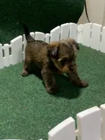 Nestle brown female, a female Yorkshire Terrier for sale in Cornelia, GA – Photo 2 of 4