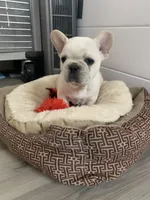 White male, a female French Bulldog for sale in Cornelia, GA – Photo 1 of 3