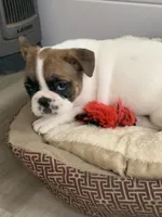 Runt, a female French Bulldog for sale in Cornelia, GA – Photo 3 of 5