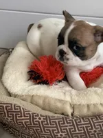 Runt, a female French Bulldog for sale in Cornelia, GA – Photo 5 of 5