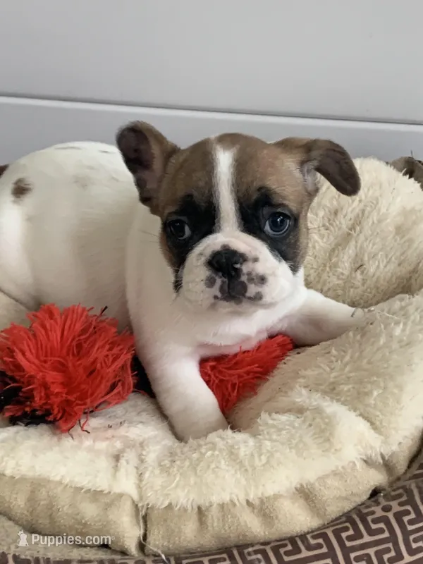 Runt, a female French Bulldog for sale in Cornelia, GA – Photo 1 of 5