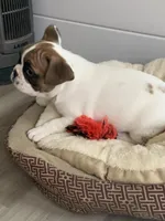 Runt, a female French Bulldog for sale in Cornelia, GA – Photo 4 of 5