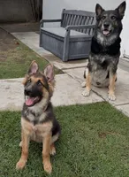 Lobo, a male German Shepherd Dog for sale in Pico Rivera, CA – 4 of 4