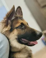 Lobo, a male German Shepherd Dog for sale in Pico Rivera, CA – 2 of 4