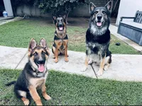 Lobo, a male German Shepherd Dog for sale in Pico Rivera, CA – 3 of 4