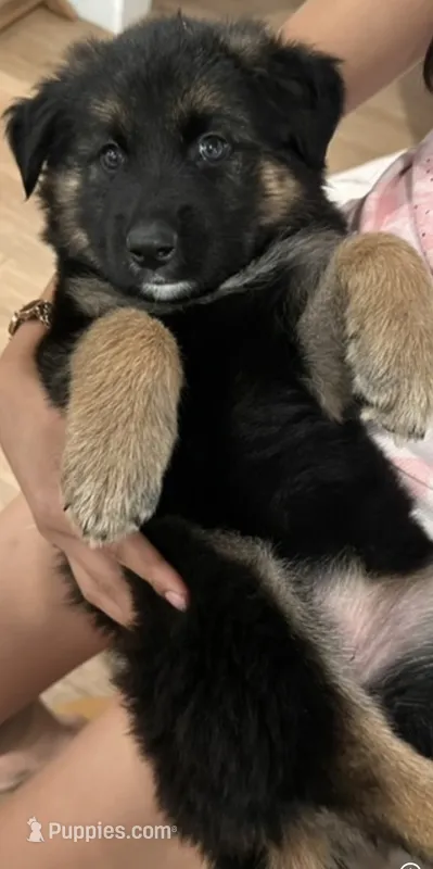 Chula – German Shepherd Dog puppy for sale in Pico Rivera, CA