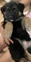 Chula, a female German Shepherd Dog for sale in Pico Rivera, CA – 1 of 1