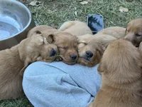 Simba , a male Golden Retriever for sale in Gray, GA – 3 of 6