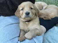 Simba , a male Golden Retriever for sale in Gray, GA – 5 of 6
