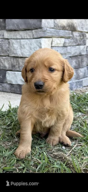 Simba  – Golden Retriever puppy for sale in Gray, GA