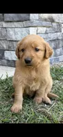 Simba , a male Golden Retriever for sale in Gray, GA – 1 of 6
