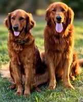 Simba , a male Golden Retriever for sale in Gray, GA – 6 of 6