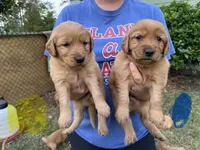 Rocky , a male Golden Retriever for sale in Gray, GA – Photo 4 of 5