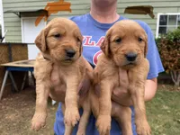 Rocky , a male Golden Retriever for sale in Gray, GA – Photo 5 of 5