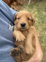 Rocky , a male Golden Retriever for sale in Gray, GA – Photo 1 of 2